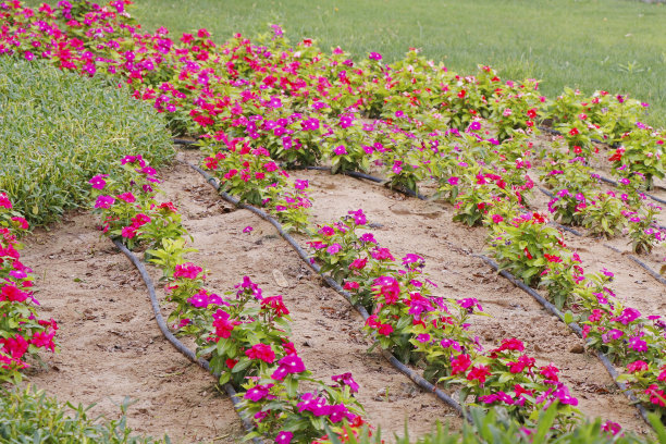 带软管的浇水花卉园艺图片下载