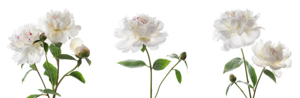 一套美丽的牡丹花孤立在白色的背景。图片下载