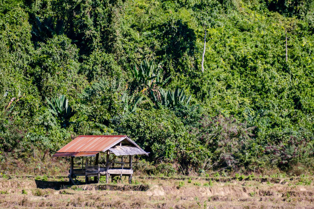 森林中的房子，以数码照片图片为背景图片下载