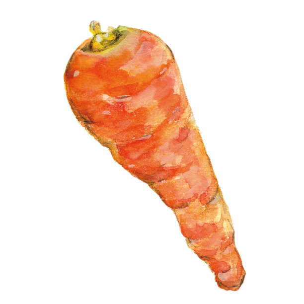 水彩画的胡萝卜图片下载