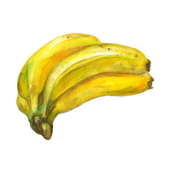 水彩画的一串香蕉图片下载