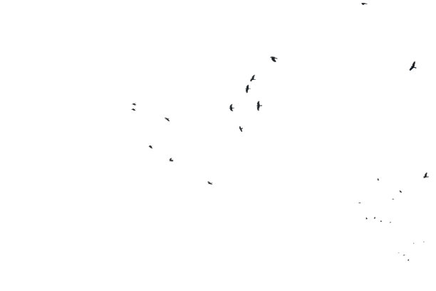 一群黑色的椋鸟在远处飞翔图片下载