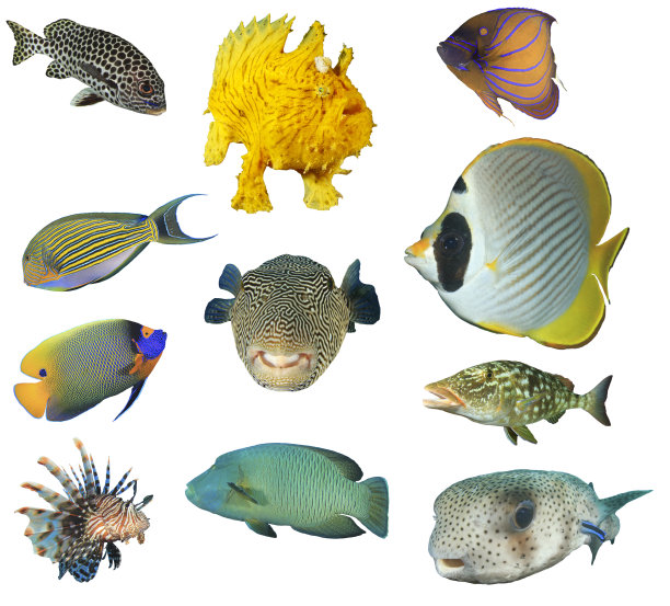 孤立在白色背景上的礁鱼图片下载