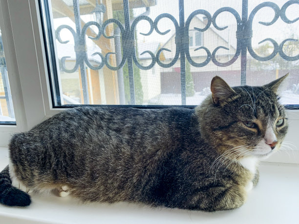 家猫躺在窗户上。工作室的照片图片下载