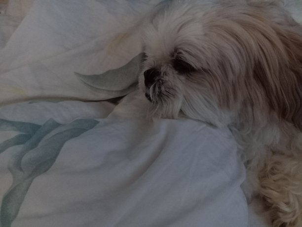 西施犬恰奇图片下载