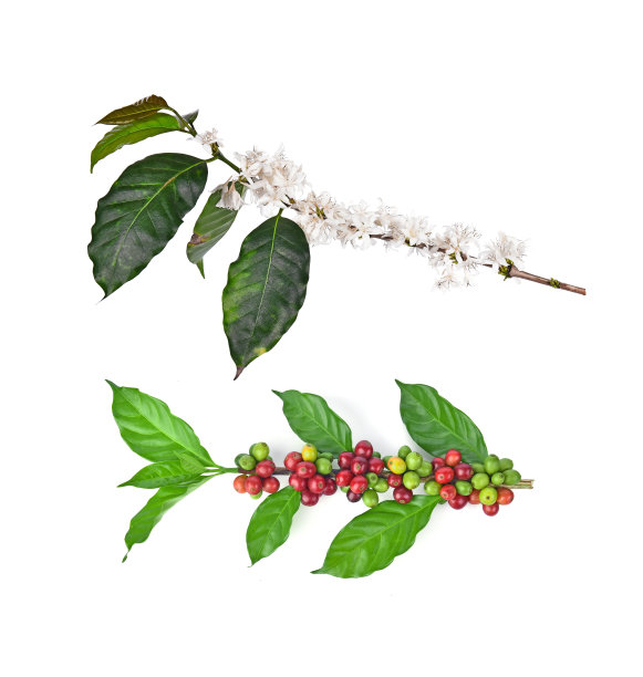 咖啡花和叶子孤立在白色背景上图片下载