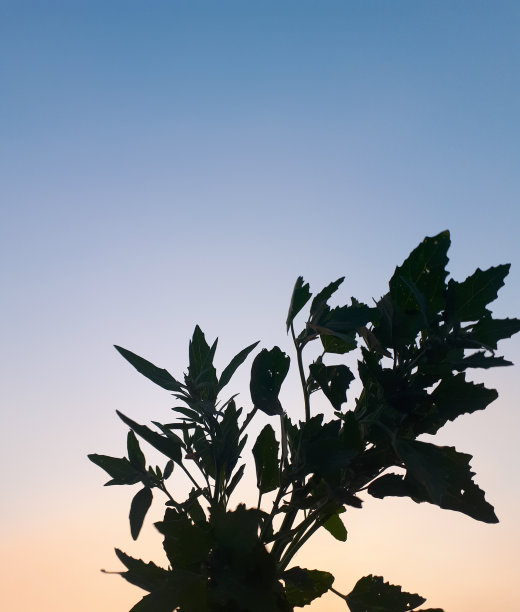 草植物剪影照片上的日落明亮的蓝色橙色粉红色的夏天图片下载