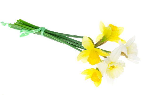 春天花园白底水仙花。照片图片下载