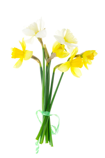 春天花园白底水仙花。照片图片下载