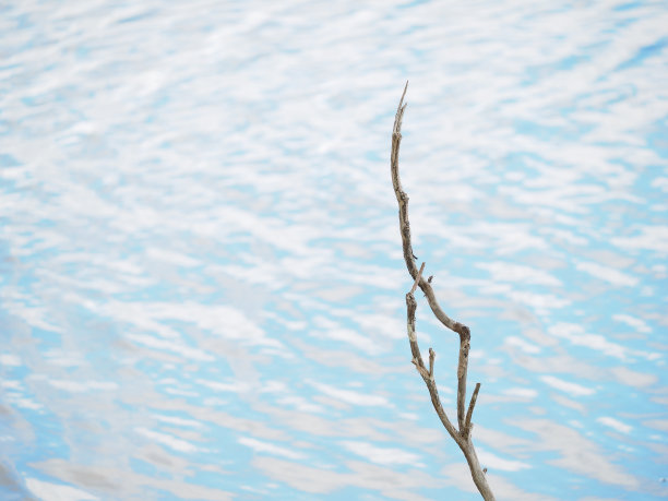 分支和蓝色图片下载