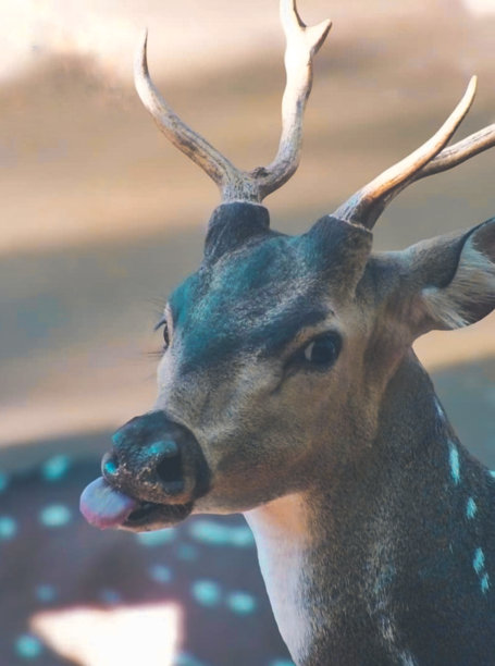 鹿的特写镜头图片下载