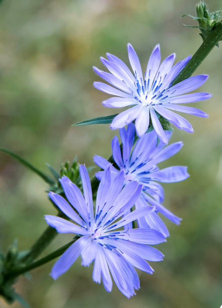 小枝上有三朵蓝色菊苣花图片下载