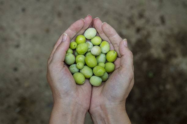 新鲜采摘的绿橄榄图片下载