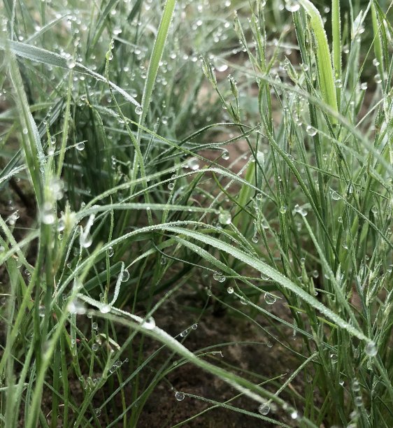 草地上的露珠图片下载