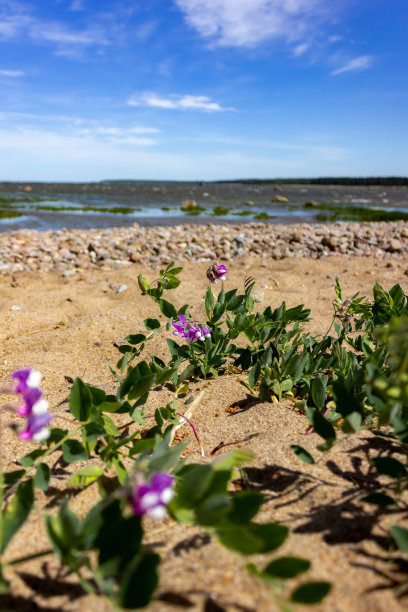 圣彼得堡,Kronshtat。芬兰湾的春天。图片下载