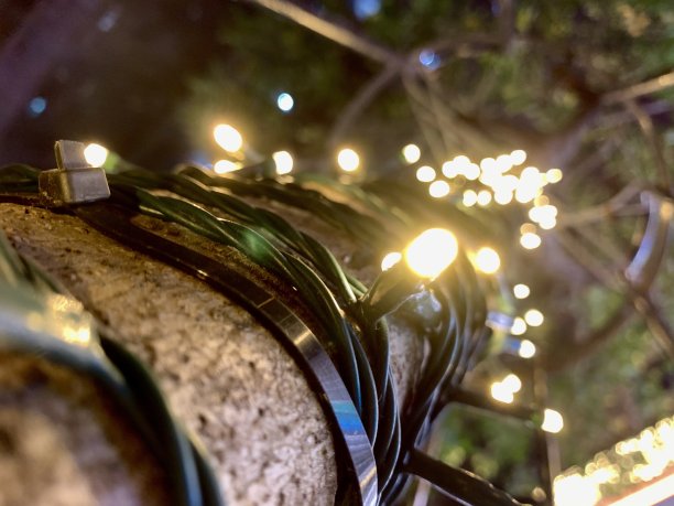 城市夜晚树上的灯光图片下载