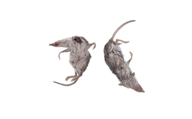 在白色背景上隔离死鼠或死鼠图片下载