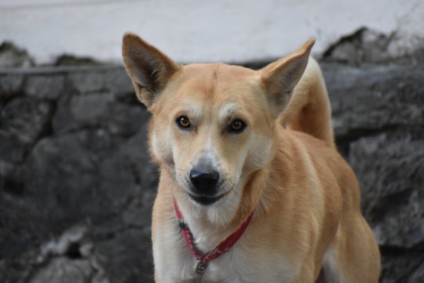 漂亮的宠物狗图片图片下载