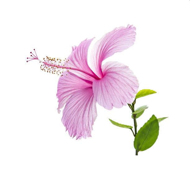 白色背景上的粉色芙蓉花图片下载