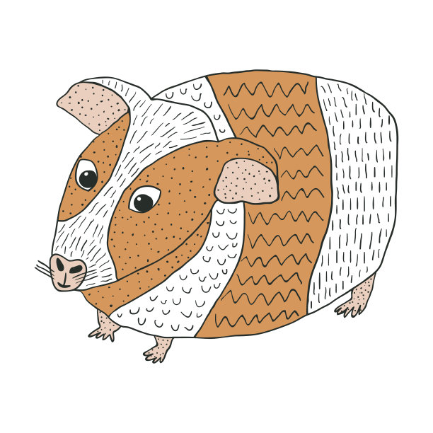 手绘豚鼠。可爱的小毛茸茸的宠物孤立在白色的背景。图片下载