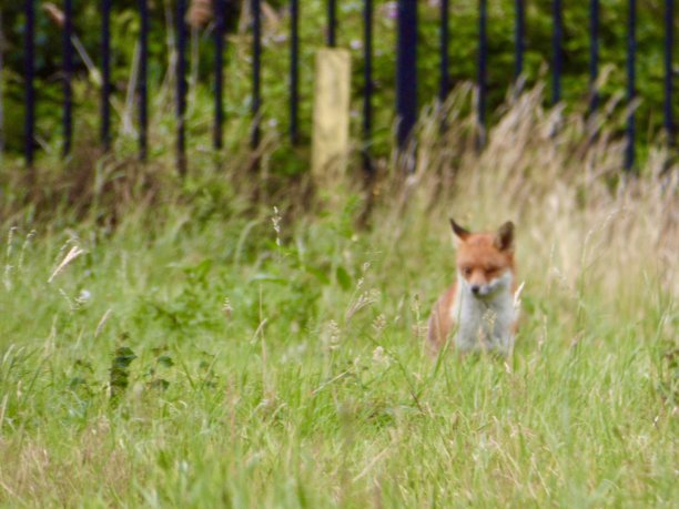 小狐狸图片下载