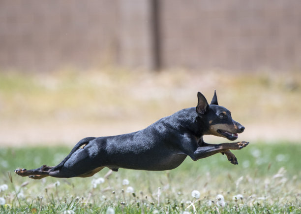 迷你品斯彻伸开四肢追逐诱饵图片下载