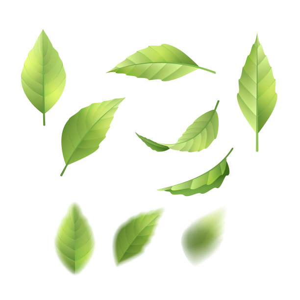 收集绿叶图片下载