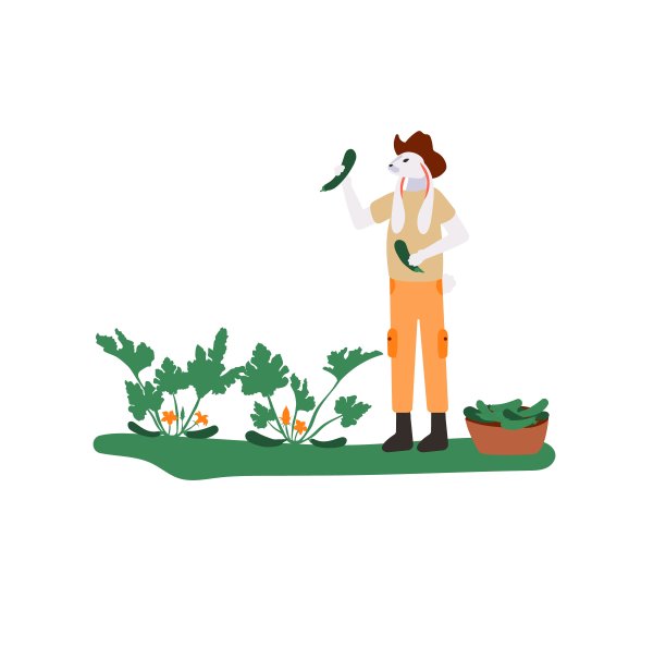 选择黄瓜图片下载