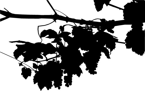 葡萄枝的剪影。图片下载