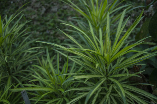 绿色的花图片下载