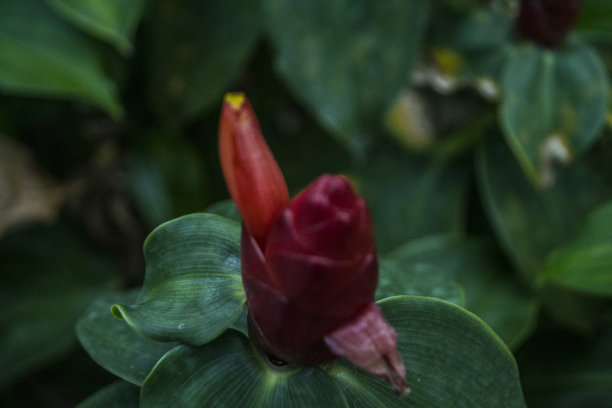 绿色的花图片下载