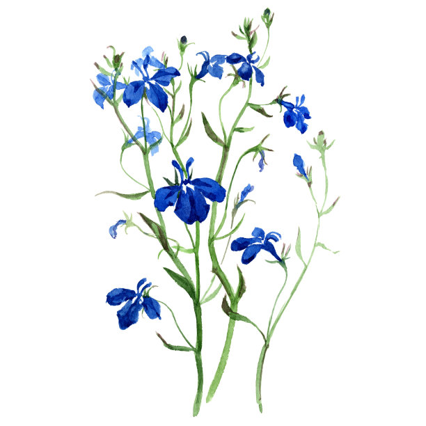 Azzurro粉彩水彩画图片下载