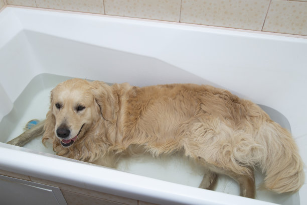 那只金毛猎犬在浴室里。图片下载