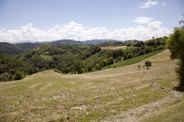 夏天在山坡上的田野图片下载