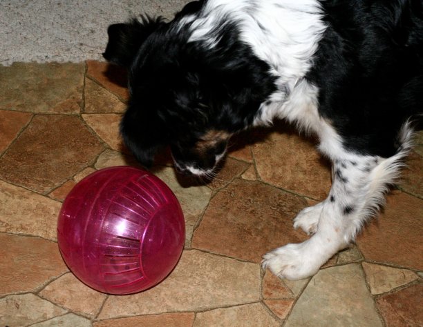 狗和仓鼠球图片下载