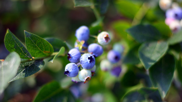 这种植物上的蓝莓正在成熟图片下载