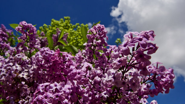 丁香树在阴天和蓝天前。5月春天的丁香树。图片下载