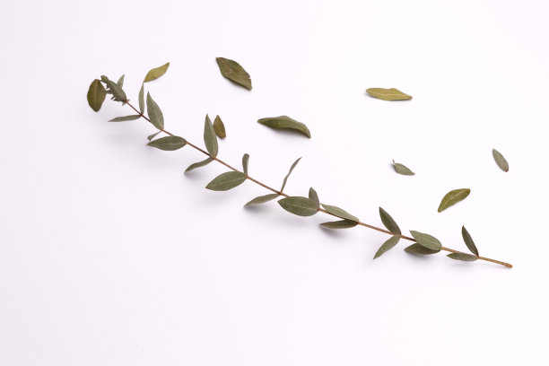 白色背景上有叶子的桉树枝。图片下载