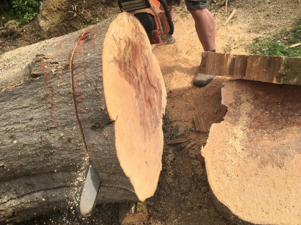 雕塑的经典裸雕山毛榉树桩200年，直径80厘米图片下载