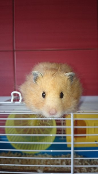 扑克脸图片下载