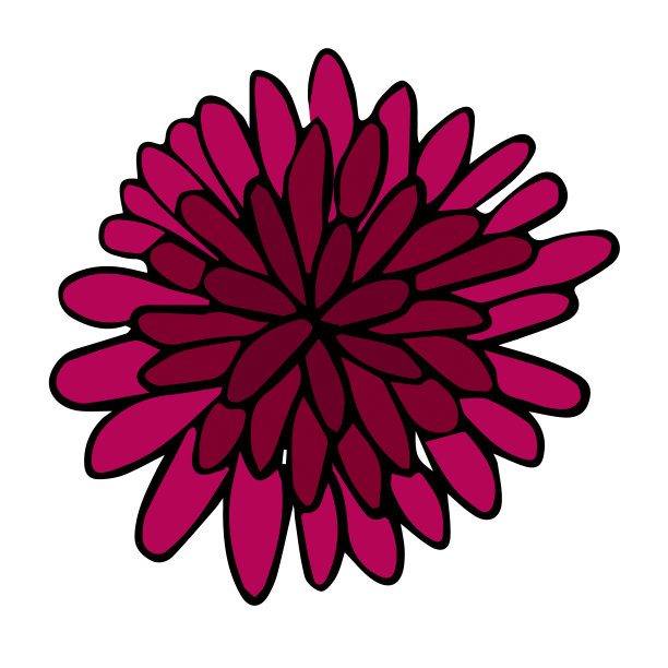 盛开的紫苑和菊花的花蕾涂鸦风格。轮廓绘制矢量插图。该元素是手工绘制的，并孤立在白色背景上。为了卡片和请柬，生日。图片下载