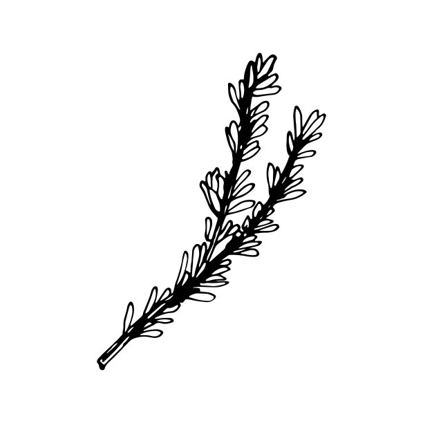 手绘矢量迷迭香在夏季烧烤，烧烤派对。矢量插图烹饪书，餐厅菜单，咖啡馆，食物设计，商店橱窗。孤立在白色图片下载