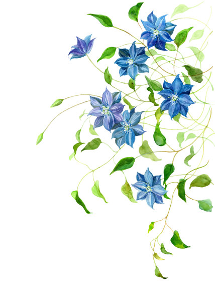 水彩画的铁线莲花图片下载