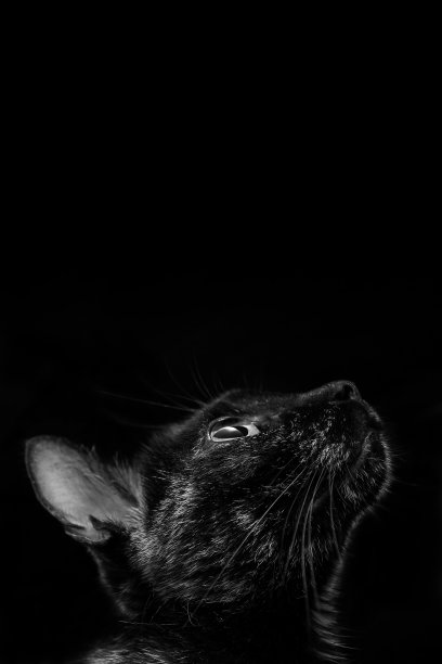 龟甲的猫。图片下载