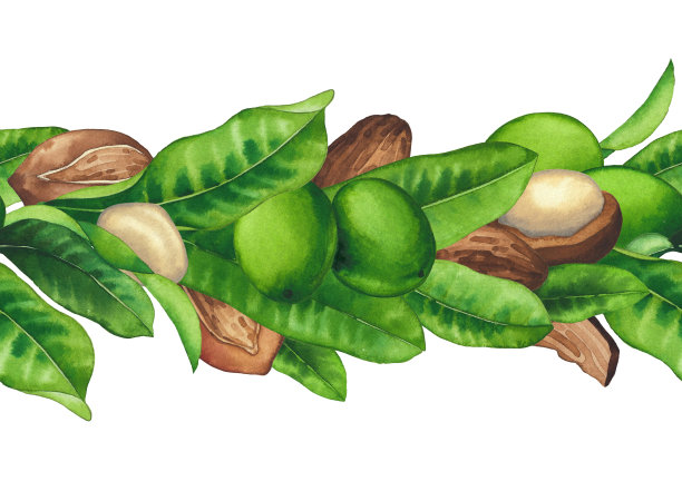 水彩乳木果坚果和叶子。手绘重复边框图片下载