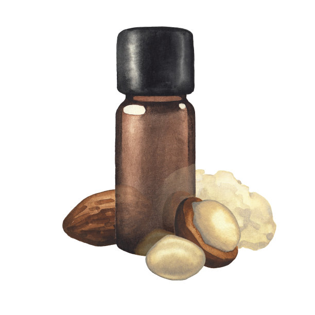 水彩油瓶周围的乳木果植物图片下载