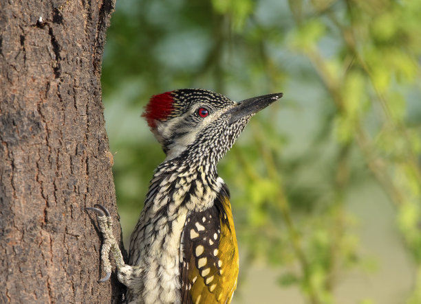 啄木鸟图片下载