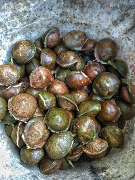 豪厄尔图片下载