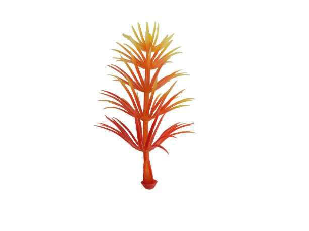 红黄色渐变花孤立在白色背景与修剪路径。图片下载