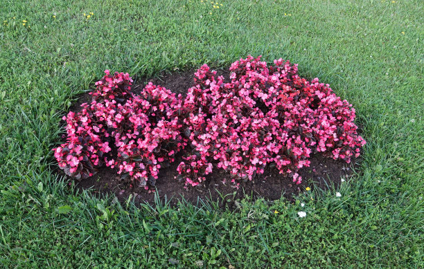 草坪上一簇簇粉红色的海棠图片下载